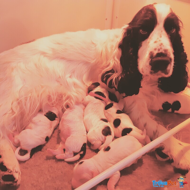 Vendita Cuccioli di Cocker Spaniel Inglese - Foto n. 1