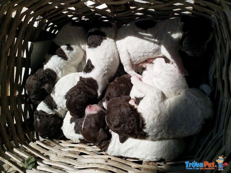 Lagotto Romagnolo Cuccioli con Pedigree - Foto n. 2