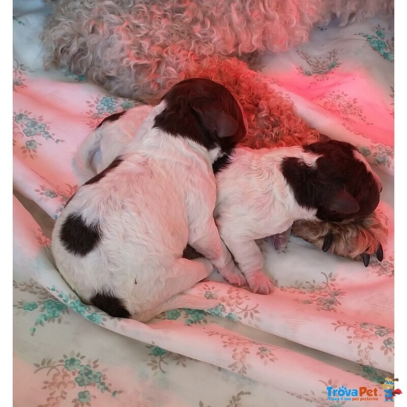 Lagotto Romagnolo Cuccioli con Pedigree - Foto n. 4