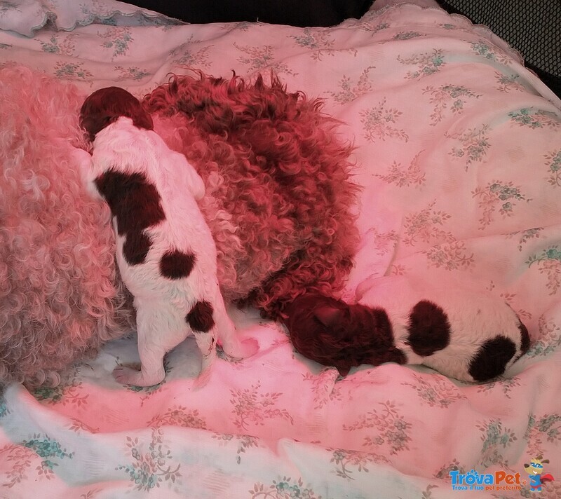 Lagotto Romagnolo Cuccioli con Pedigree - Foto n. 5