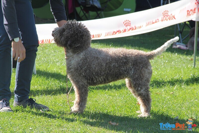 Lagotto Romagnolo Cuccioli con Pedigree - Foto n. 6