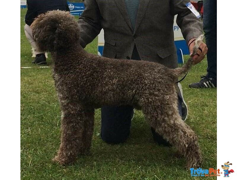 Lagotto Romagnolo Cuccioli con Pedigree - Foto n. 7