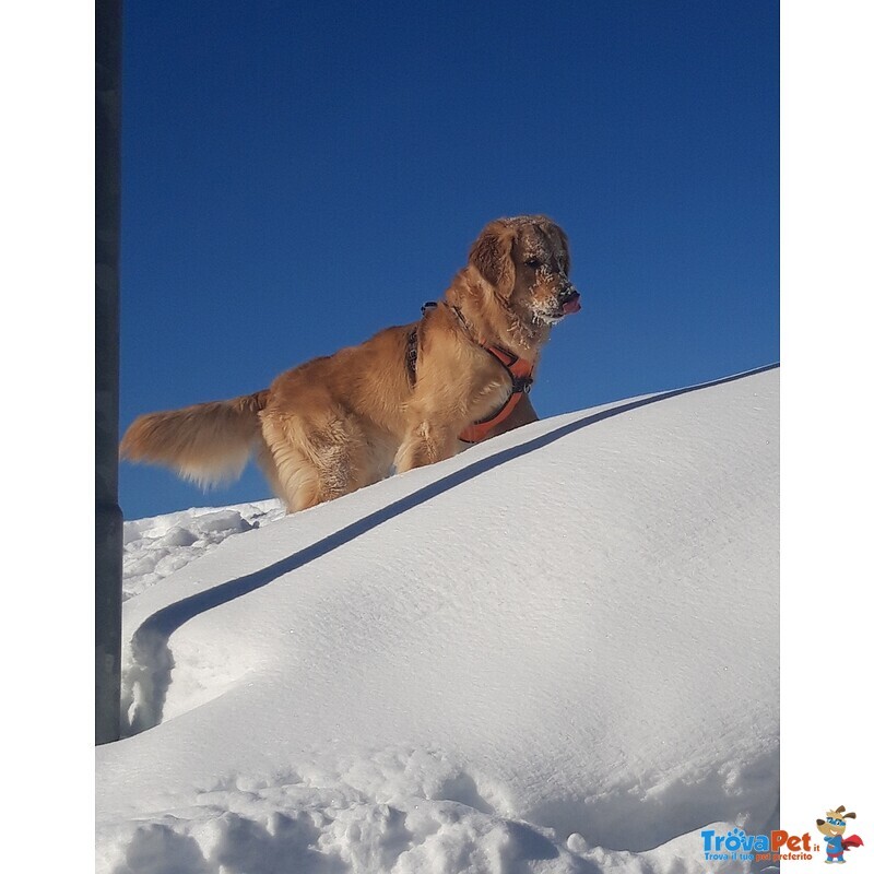 Golden Retriever Accoppiamento - Foto n. 2