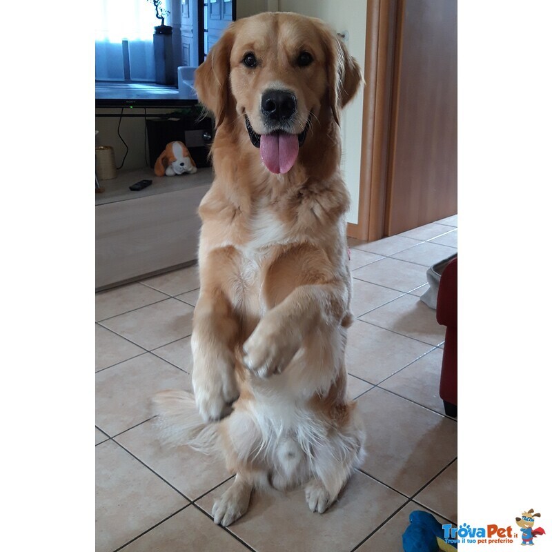 Golden Retriever Accoppiamento - Foto n. 3