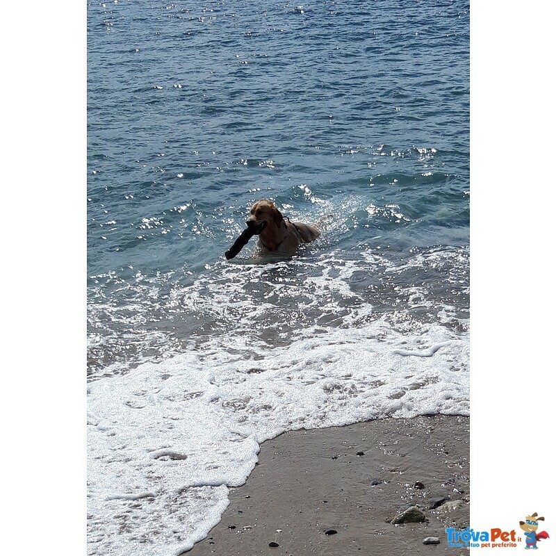 Golden Retriever Accoppiamento - Foto n. 5