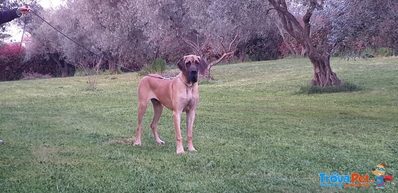 Alano Fulvo Maschio Cucciolone - Foto n. 9