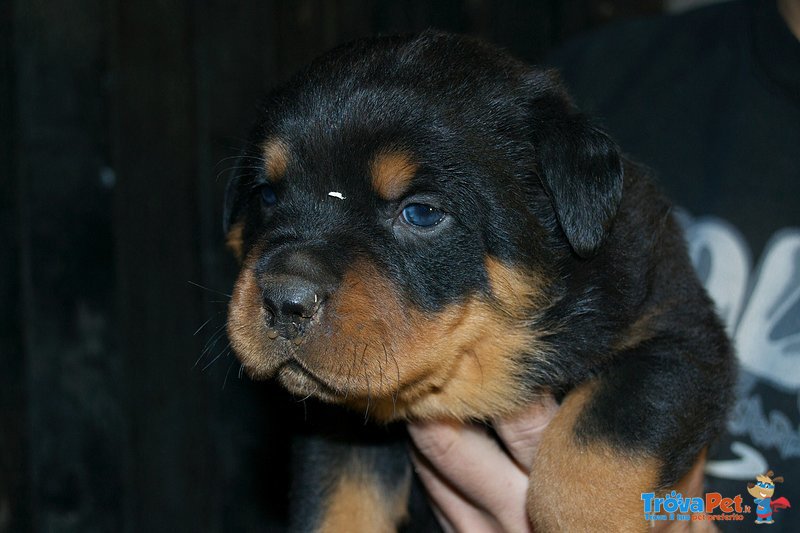 Cuccioli di Rottweiler - Foto n. 2