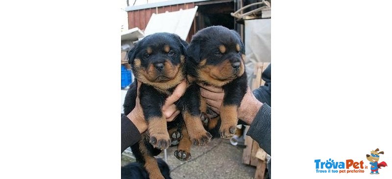 Cuccioli di Rottweiler - Foto n. 1