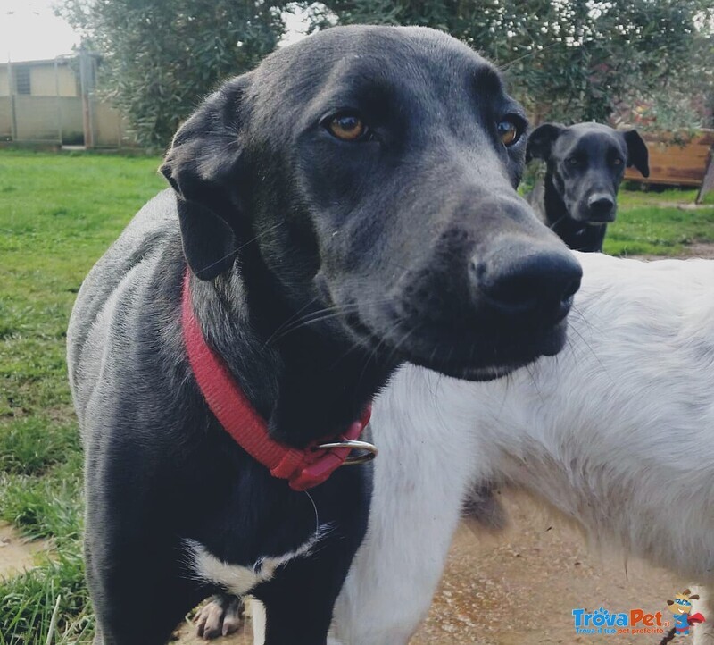 Nela, Bella Cucciolona in Cerca di Famiglia! - Foto n. 2