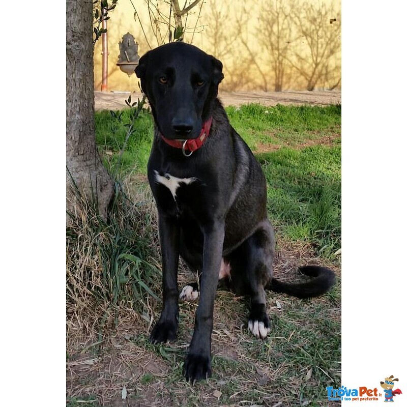 Nela, Bella Cucciolona in Cerca di Famiglia! - Foto n. 3