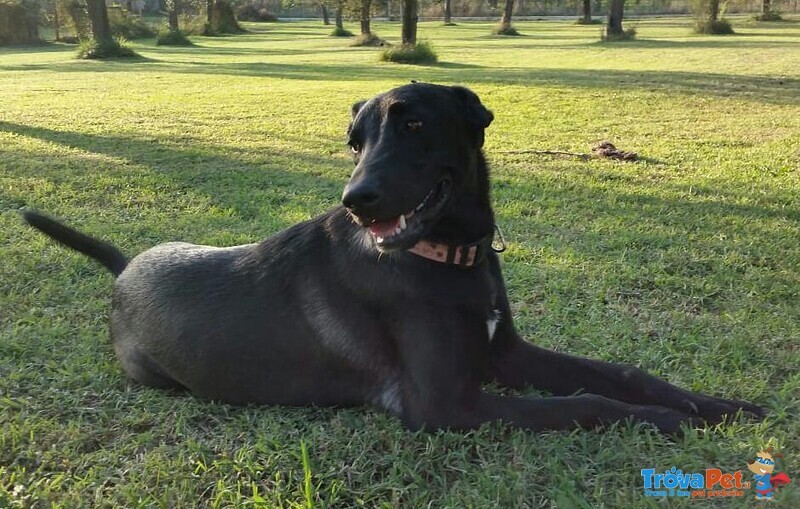 Nela, Bella Cucciolona in Cerca di Famiglia! - Foto n. 6