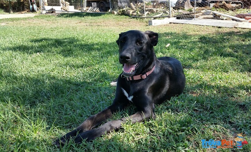 Nela, Bella Cucciolona in Cerca di Famiglia! - Foto n. 10