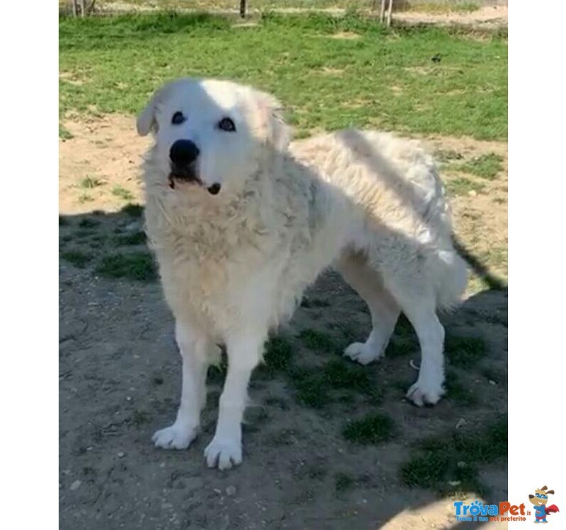 Gigante, Meravilgioso Maremmano in Cerca di Casa! - Foto n. 1