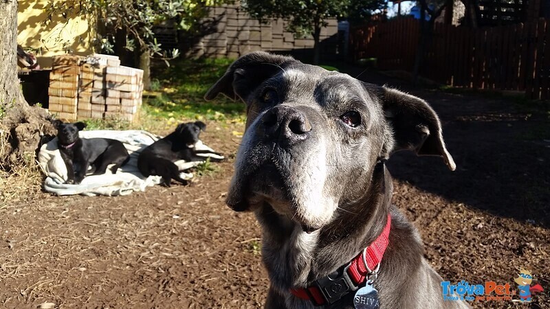 Sheva, Miracolo D'amore Cerca Casa! - Foto n. 3