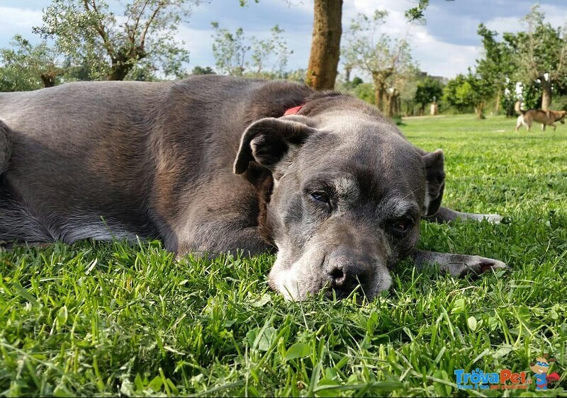 Sheva, Miracolo D'amore Cerca Casa! - Foto n. 9