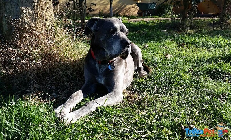 Sheva, Miracolo D'amore Cerca Casa! - Foto n. 10