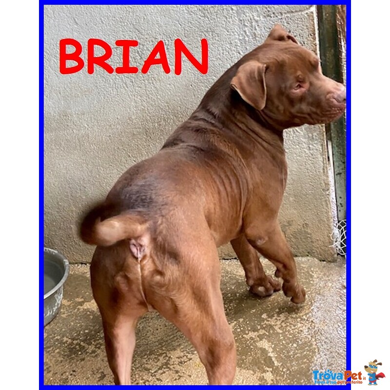 Brian Bellissimo Pitbullino 4 anni Cerca Amico Umano Esperto Della Razza - Foto n. 1