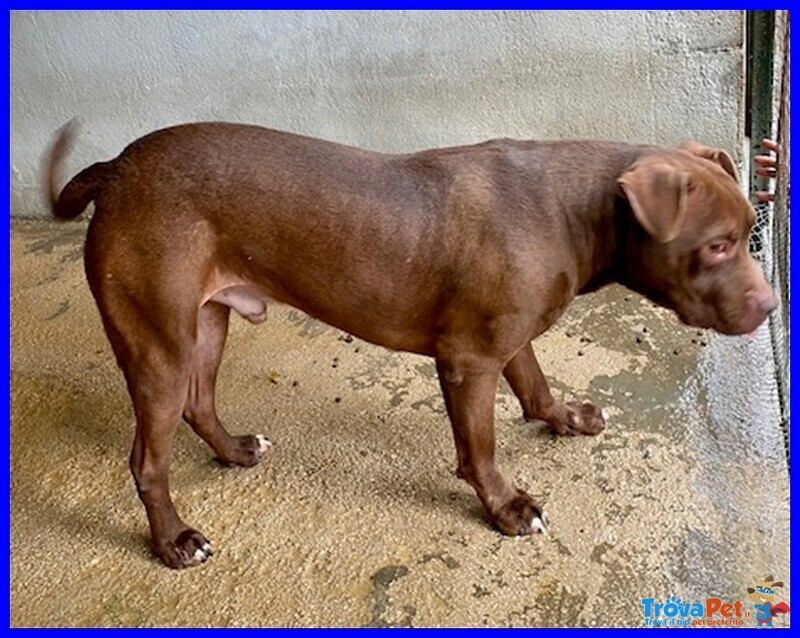 Brian Bellissimo Pitbullino 4 anni Cerca Amico Umano Esperto Della Razza - Foto n. 3