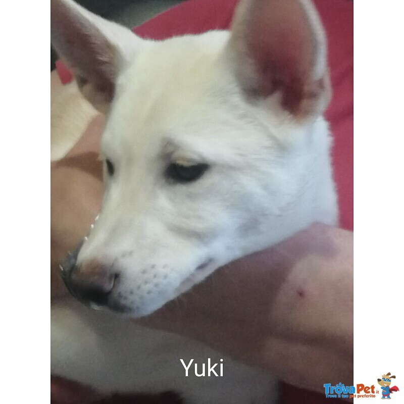 Vendo Cuccioli di Akita Inu - Foto n. 6