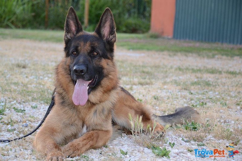 Cuccioli di Pastore Tedesco Vaccinati Genitori Visibili - Foto n. 3