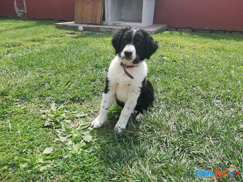 Dolci Cagnolini di Pastore Australiano - Foto n. 1