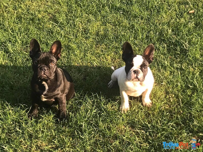 Cucciolo Bulldog Francese - Bouledogue da Expo - Foto n. 1