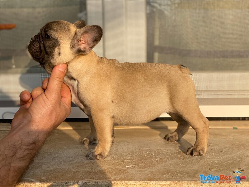 Cucciolo Bulldog Francese - Bouledogue da Expo - Foto n. 2