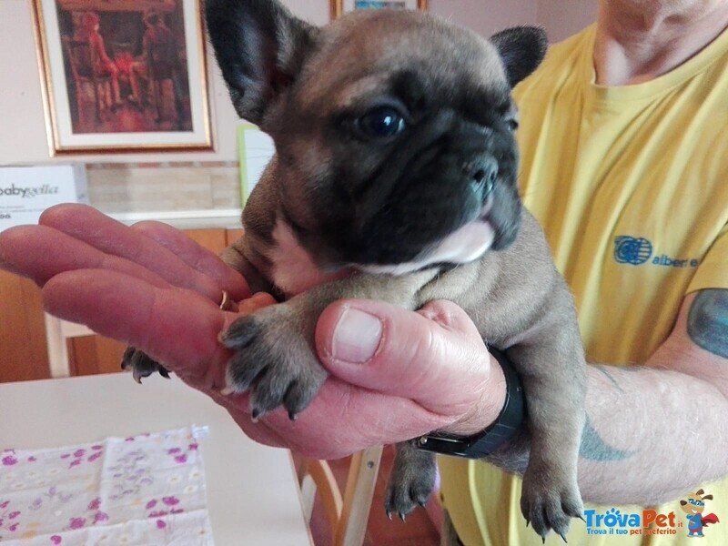 Cucciolo Bulldog Francese - Bouledogue da Expo - Foto n. 3