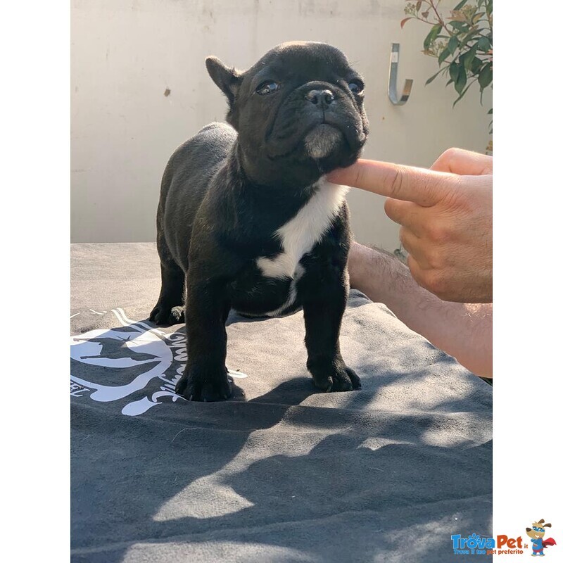 Cucciolo Bulldog Francese - Bouledogue da Expo - Foto n. 4