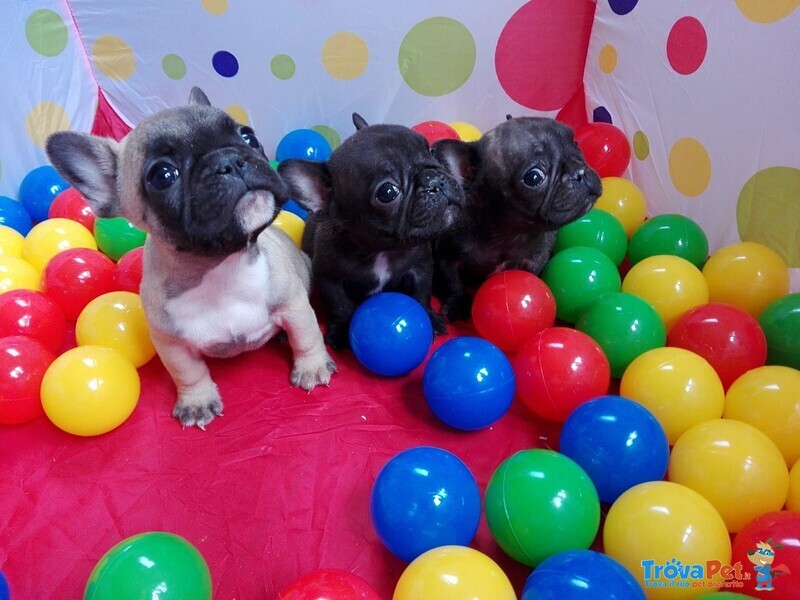 Cucciolo Bulldog Francese - Bouledogue da Expo - Foto n. 7