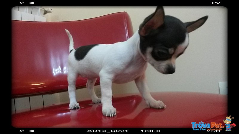 Cucciolo di Chihuahua - Foto n. 1