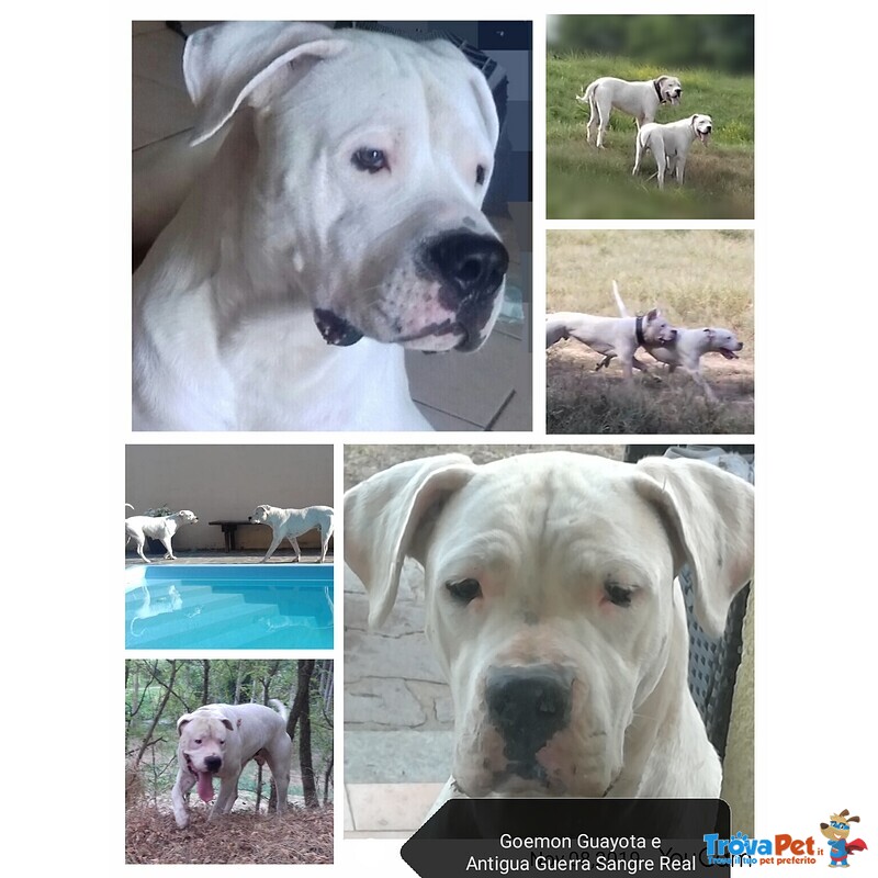 Dogo Argentino Cuccioli Linea Campioni Mondiali - Foto n. 1