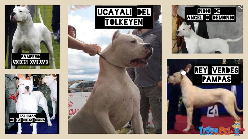 Dogo Argentino Cuccioli Linea Campioni Mondiali - Foto n. 3
