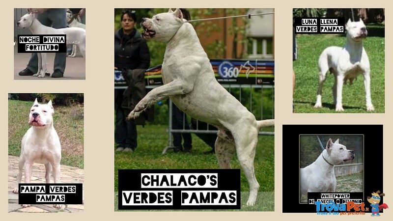 Dogo Argentino Cuccioli Linea Campioni Mondiali - Foto n. 4