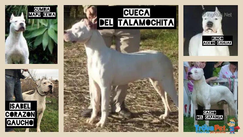 Dogo Argentino Cuccioli Linea Campioni Mondiali - Foto n. 7