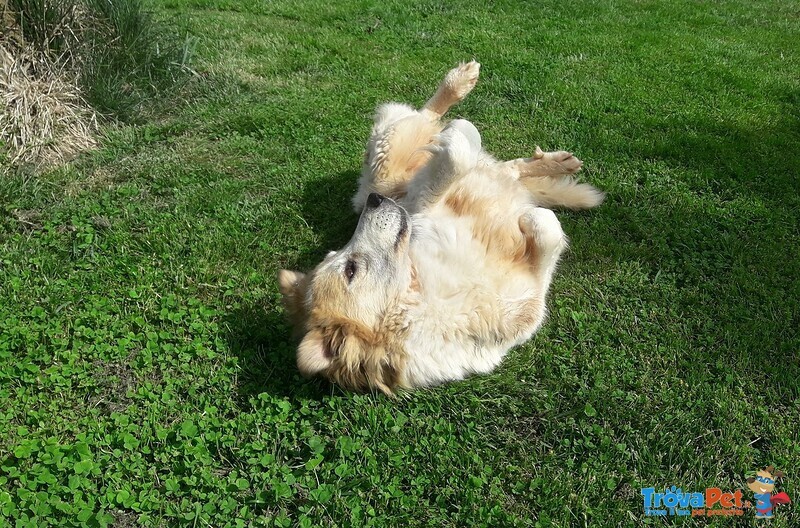 Giulio, Nonnino Sprint con Tanto Bisogno di una Casa! - Foto n. 3