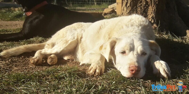 Bianco, Dolce Timidino in Adozione! - Foto n. 2