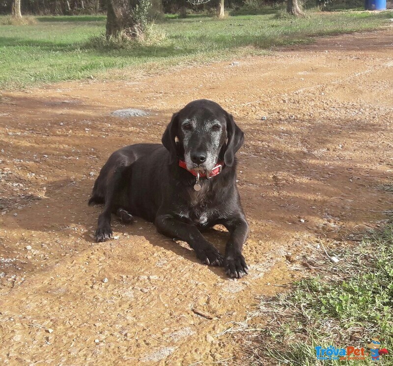 Nerone, Arzillo Nonnino in Adozione! - Foto n. 2