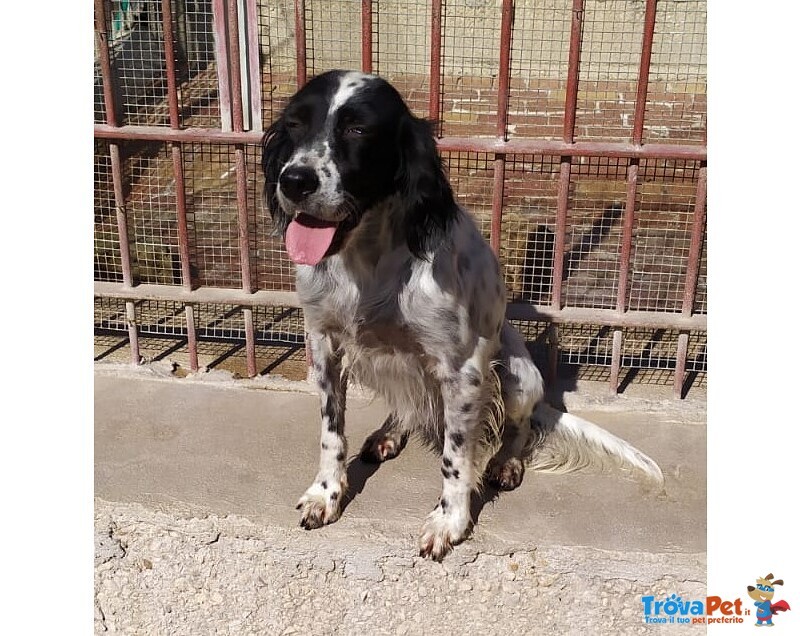 Mia, Dolcissima Setterina in Adozione! - Foto n. 1