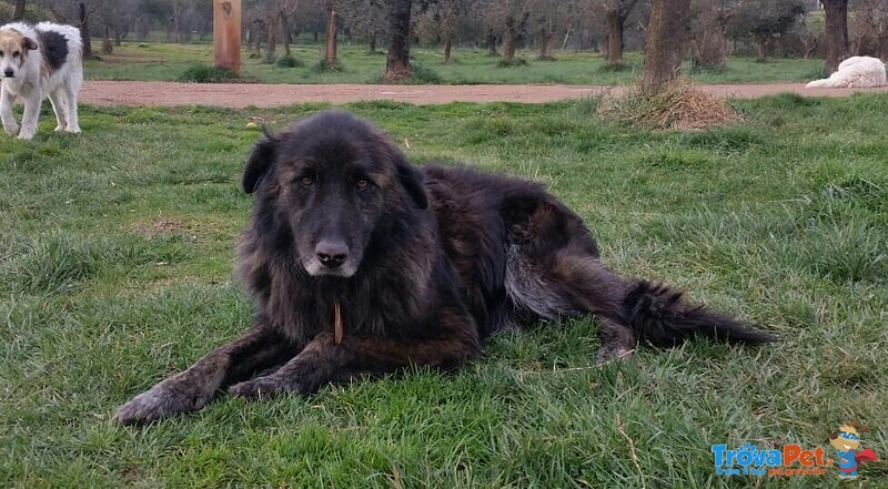 Birba, Tenero Orsacchiotto in Adozione! - Foto n. 2