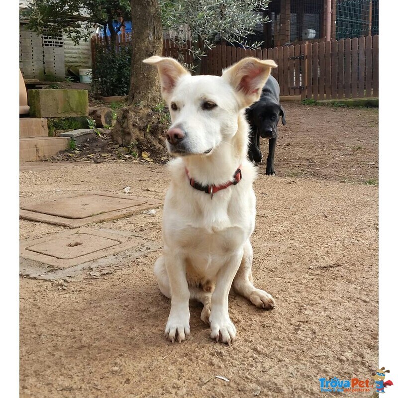 Libero, Dolce Cagnolino Cerca Casa! - Foto n. 1