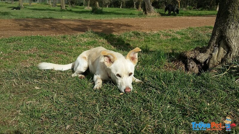 Libero, Dolce Cagnolino Cerca Casa! - Foto n. 2