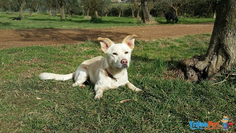 Libero, Dolce Cagnolino Cerca Casa! - Foto n. 5