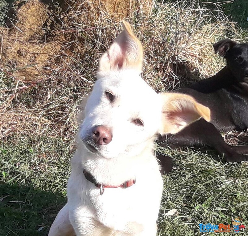 Libero, Dolce Cagnolino Cerca Casa! - Foto n. 7