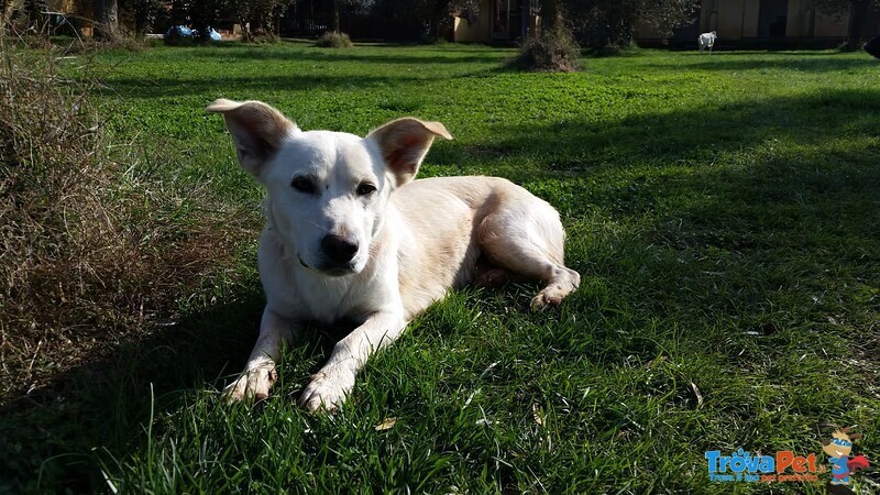 Libero, Dolce Cagnolino Cerca Casa! - Foto n. 9