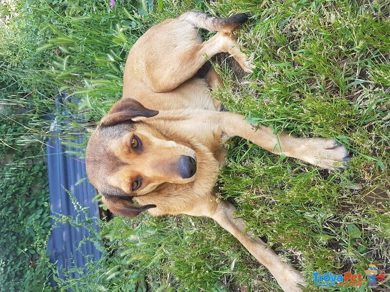 Lulù, Timida e Dolcissima Cagnolina di 3 anni in Adozione! - Foto n. 2