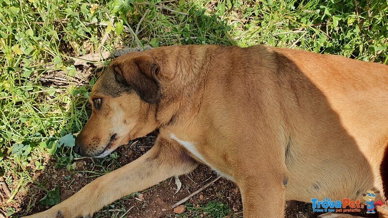 Lulù, Timida e Dolcissima Cagnolina di 3 anni in Adozione! - Foto n. 3