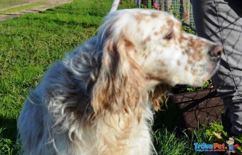 Aramis, Simil Setter in Cerca di una Casa! - Foto n. 2