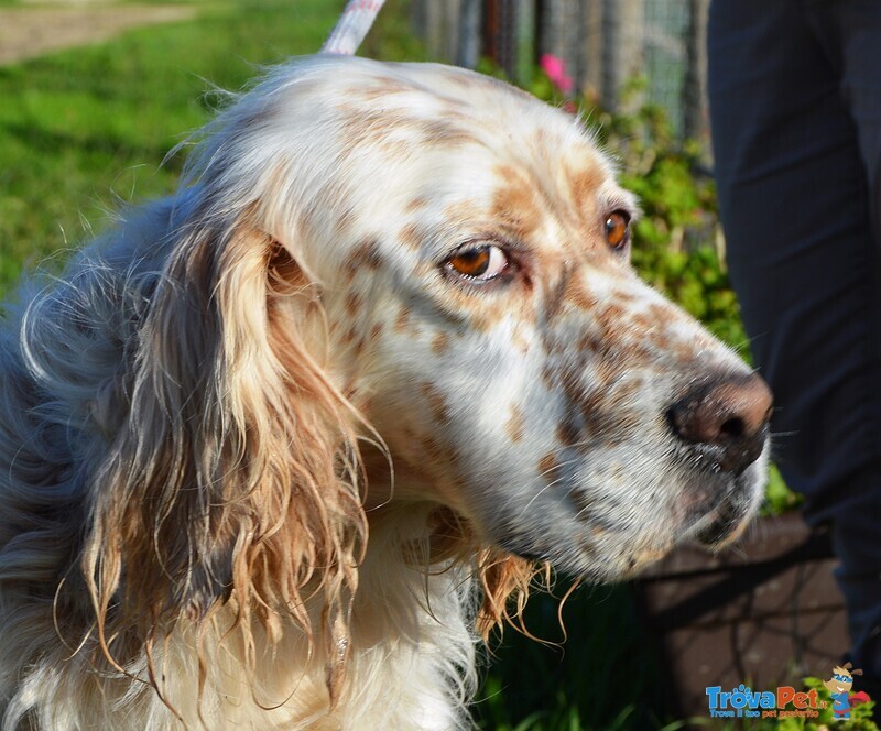 Aramis, Simil Setter in Cerca di una Casa! - Foto n. 3