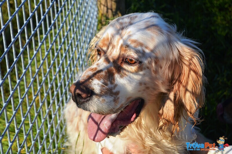 Aramis, Simil Setter in Cerca di una Casa! - Foto n. 4